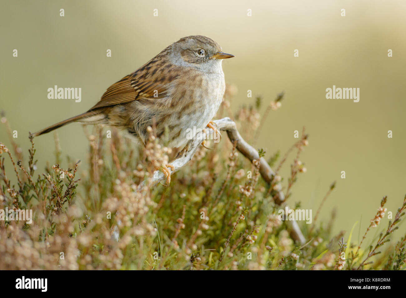 Dunnock (prunella modularis) adulto appollaiato sul ramo caduto nella brughiera, south norfolk, Regno Unito. dicembre. Foto Stock