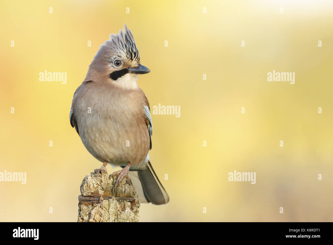 Eurasian jay (Garrulus glandarius) adulto con cresta sollevata, appollaiato sul post, south norfolk, Regno Unito. novembre. Foto Stock