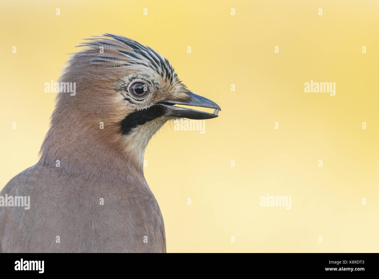Eurasian jay (Garrulus glandarius) adulto, in prossimità di capo azienda sementi nel becco, south norfolk, Regno Unito. novembre. Foto Stock