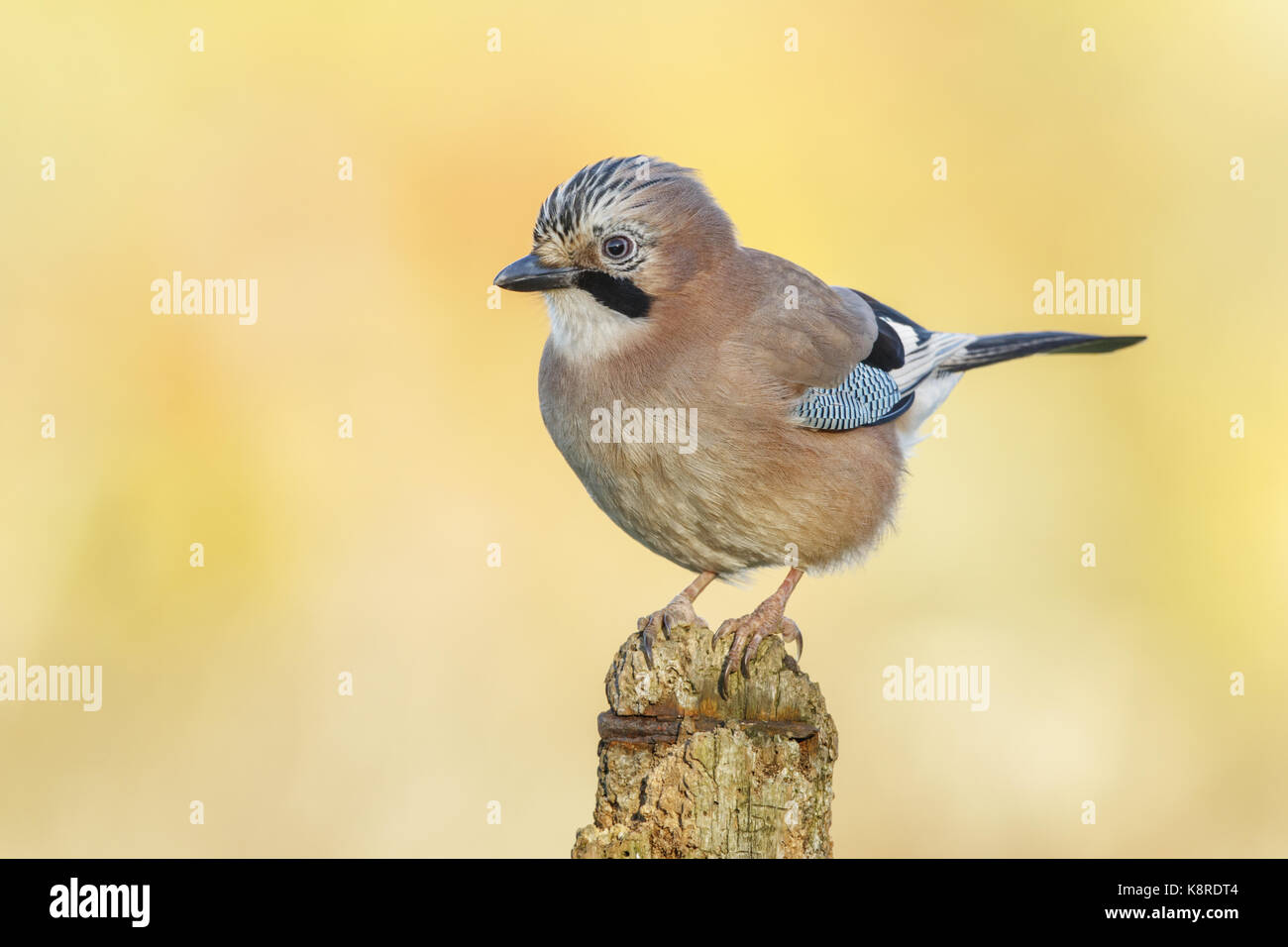 Eurasian jay (Garrulus glandarius) adulto, appollaiato sul post, south norfolk, Regno Unito. novembre. Foto Stock