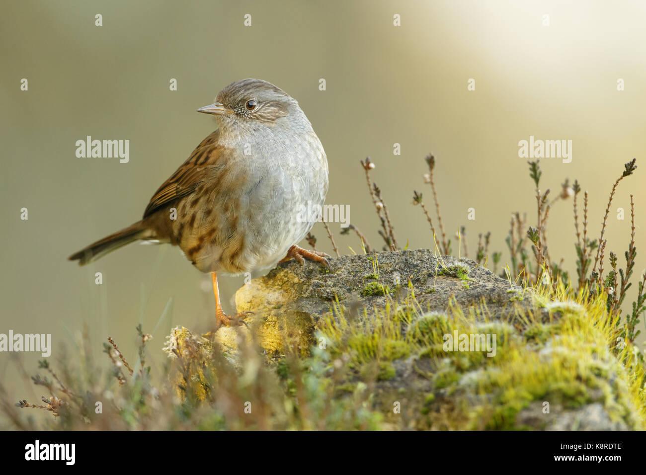 Dunnock (prunella modularis) adulto appollaiato sul muschio coperto rock in brughiera, south norfolk, Regno Unito. dicembre. Foto Stock