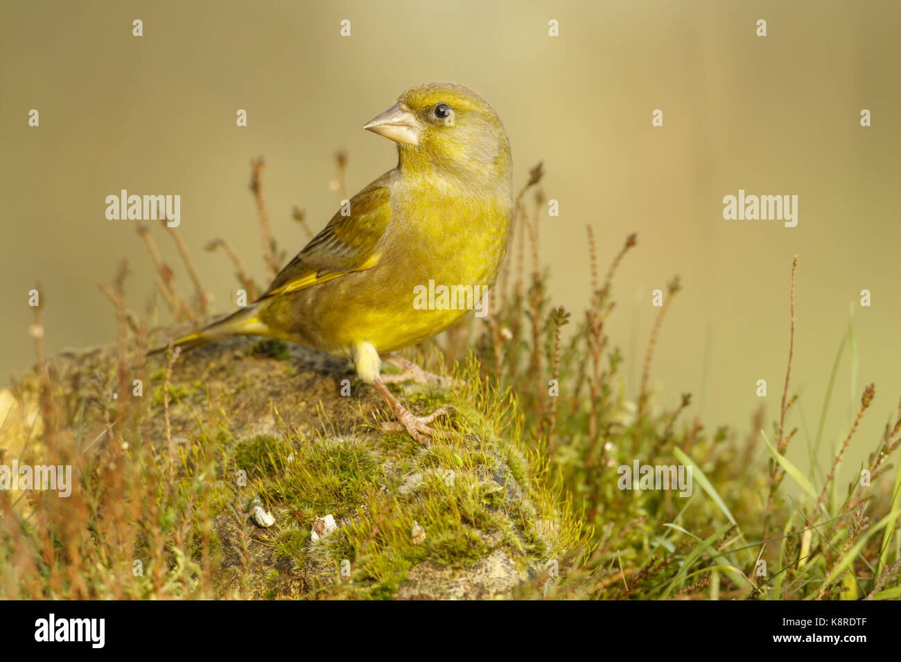 Verdone (carduelis chloris) maschio adulto, percrched sulla roccia di muschio, south norfolk, Regno Unito. dicembre. Foto Stock