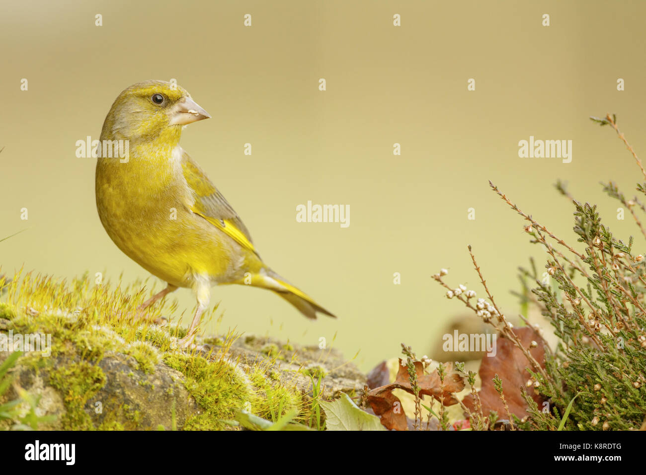 Verdone (carduelis chloris) maschio adulto, percrched sulla roccia di muschio, south norfolk, Regno Unito. dicembre. Foto Stock