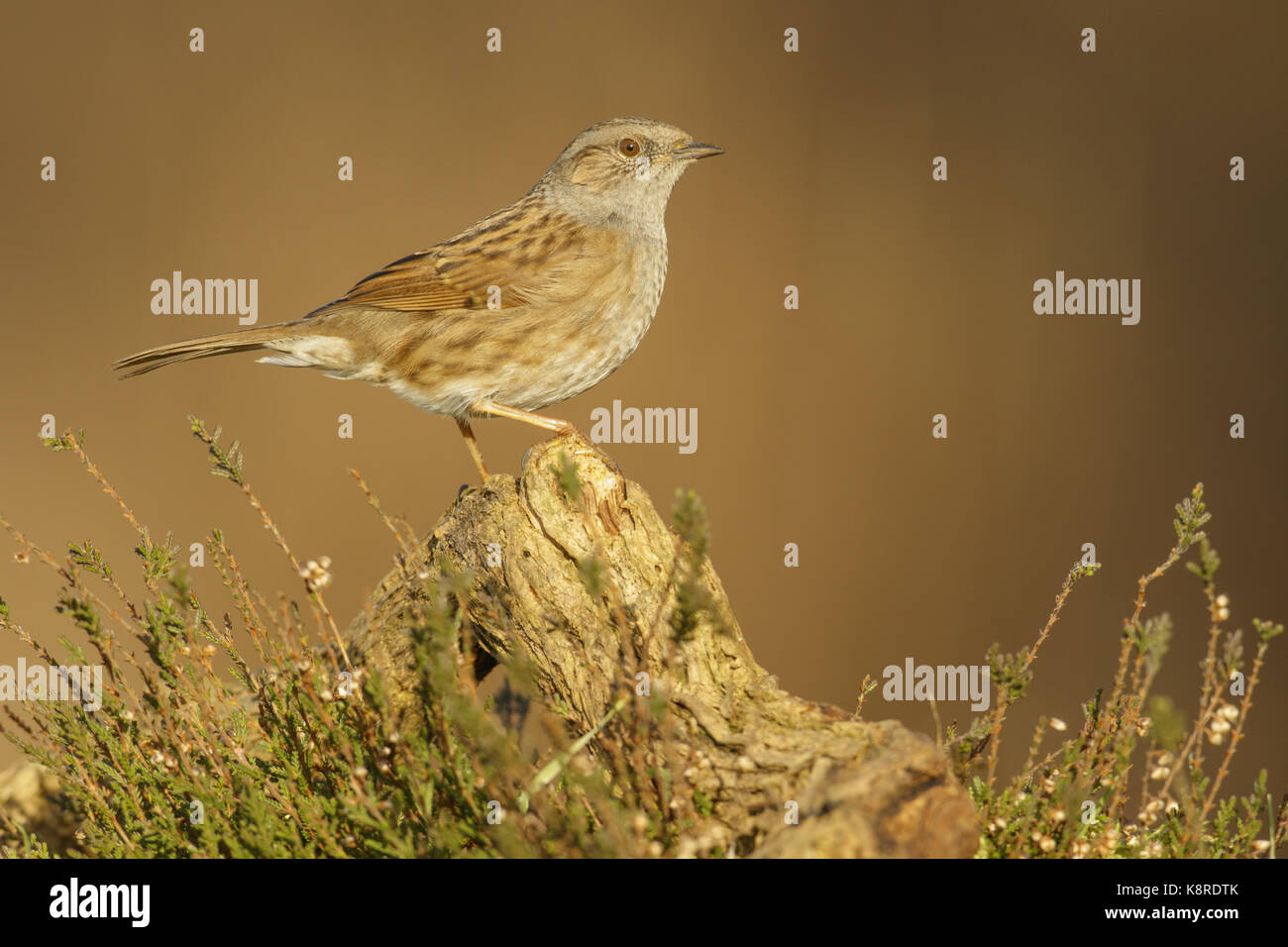 Dunnock (prunella modularis) adulto appollaiato sul ramo caduto nella brughiera, south norfolk, Regno Unito. dicembre. Foto Stock