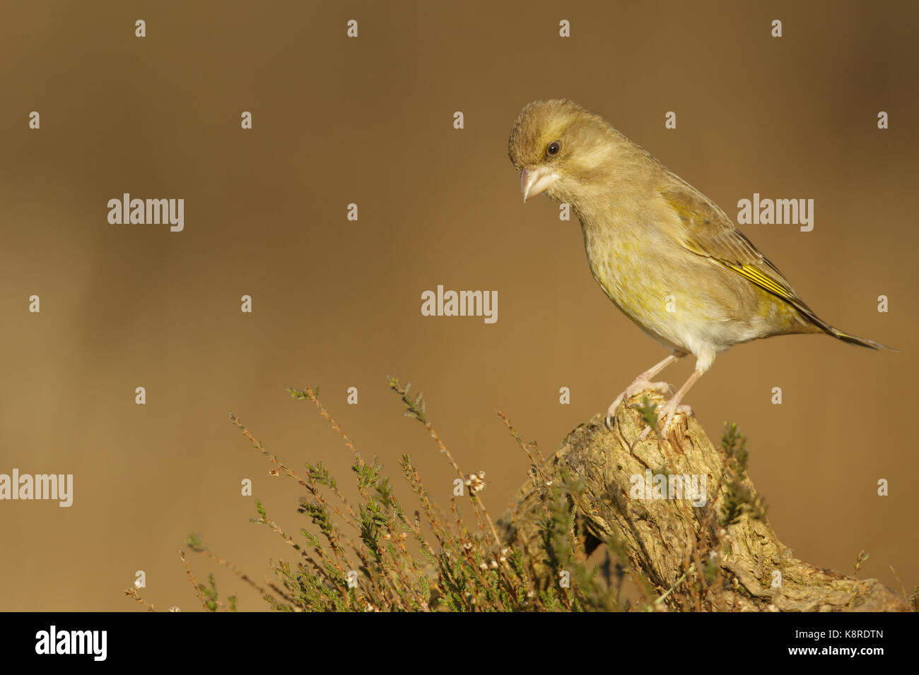 Verdone (carduelis chloris) femmina adulta appollaiato sul ramo caduto sulla brughiera, south norfolk, Regno Unito. dicembre. Foto Stock