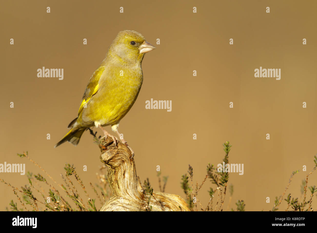 Verdone (carduelis chloris) maschio adulto appollaiato sul ramo caduto sulla brughiera, south norfolk, Regno Unito. dicembre. Foto Stock