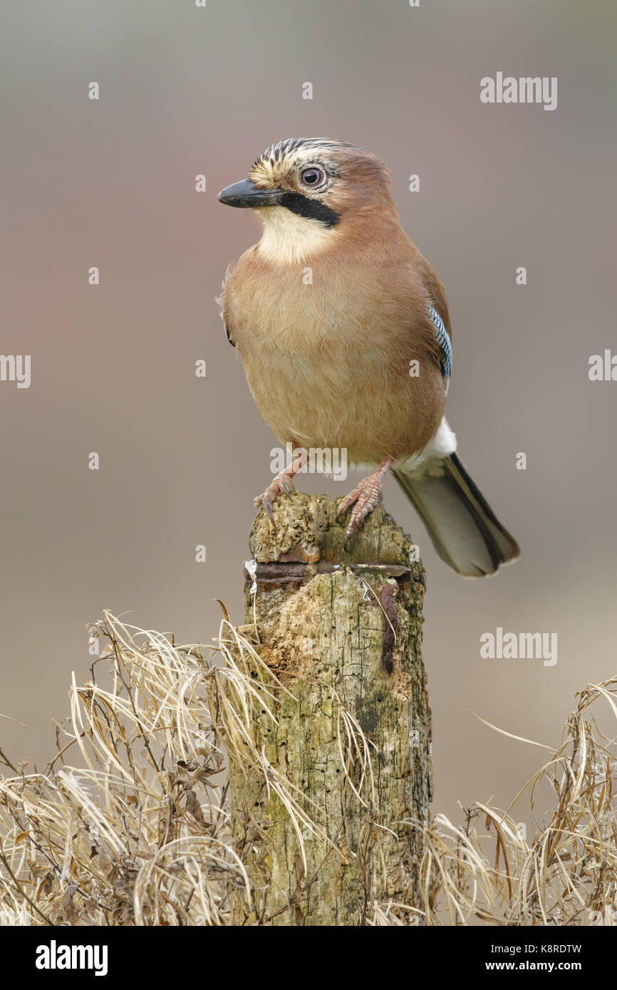 Eurasian jay (Garrulus glandarius) adulto, appollaiato sul post, south norfolk, Regno Unito. dicembre. Foto Stock