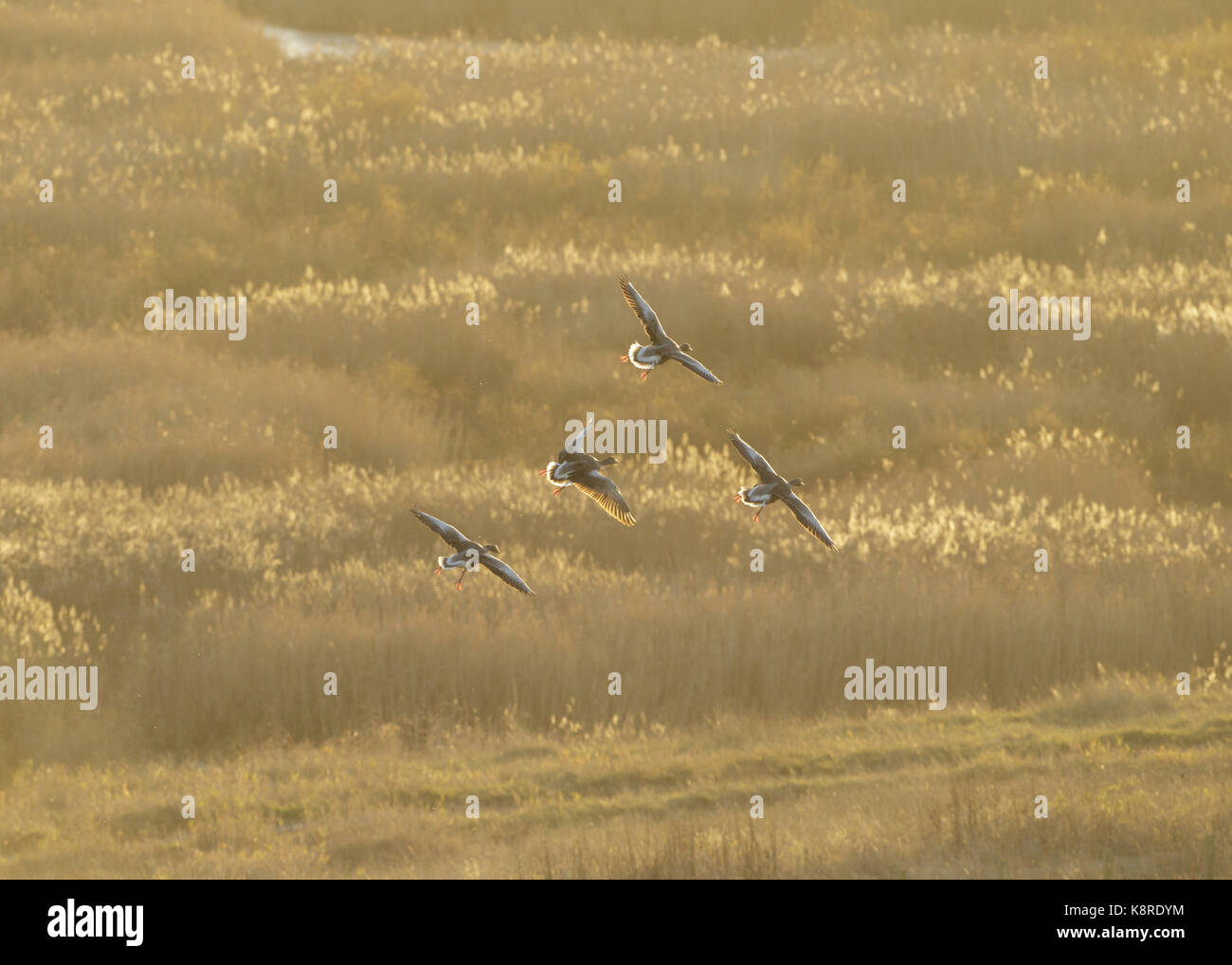 Graylag oche (Anser anser) tre adulti, in volo, oltre reedbed, sul sito della ex a cielo aperto della miniera di carbone, San Aidans RSPB Riserva, West Yorkshire, Engl Foto Stock