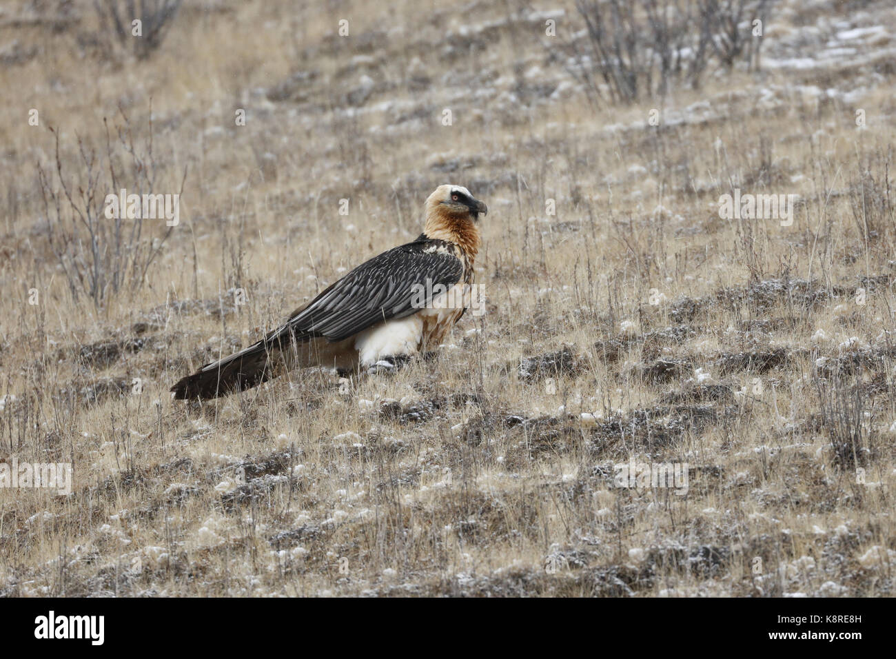 Lammergeier, Gypaetus barbatus, adulti in piedi su un pendio erboso, qinghai (ex kokonor), Cina, marzo Foto Stock