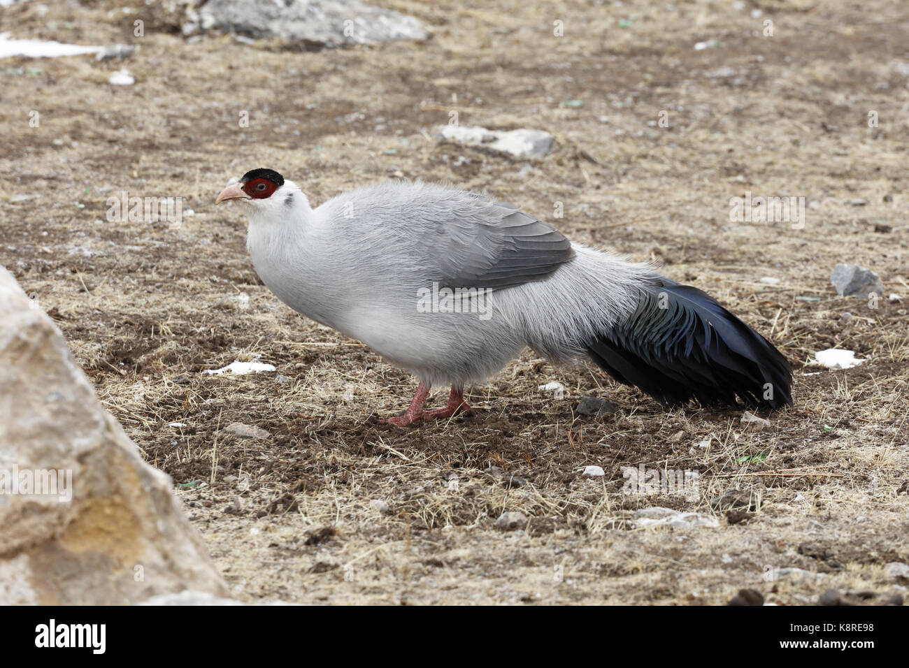 Fagiano orecchiuto bianco, Crossoptilon crossoptilon, adulti in piedi nella prateria, qinghai (ex kokonor), Cina, marzo Foto Stock