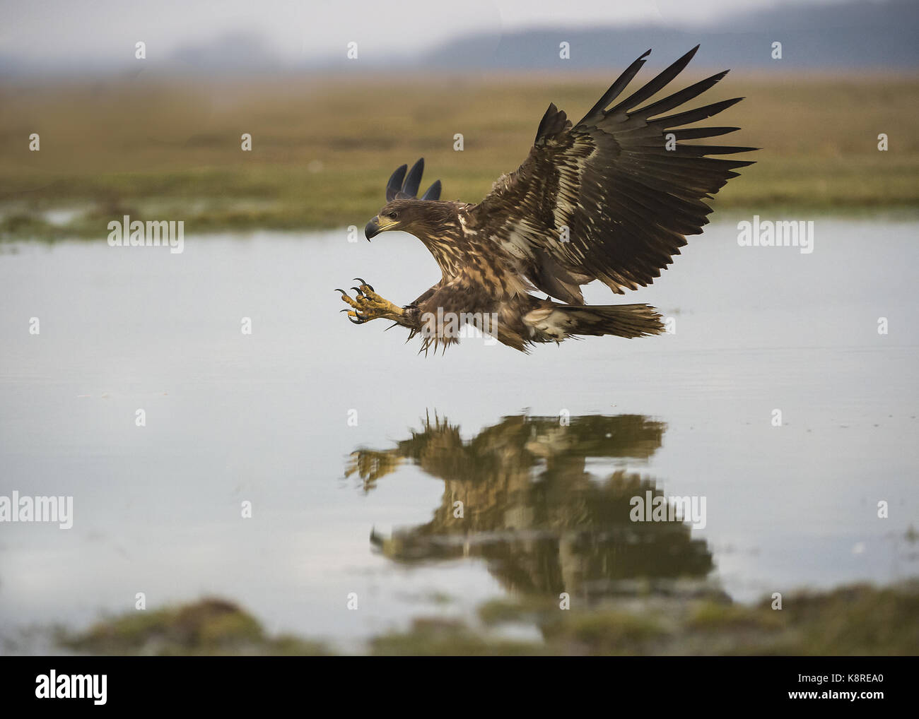 Eagle bianco-tailed (Haliaeetus albicilla) pesca immaturi, hortob'gy national park, Ungheria, febbraio Foto Stock