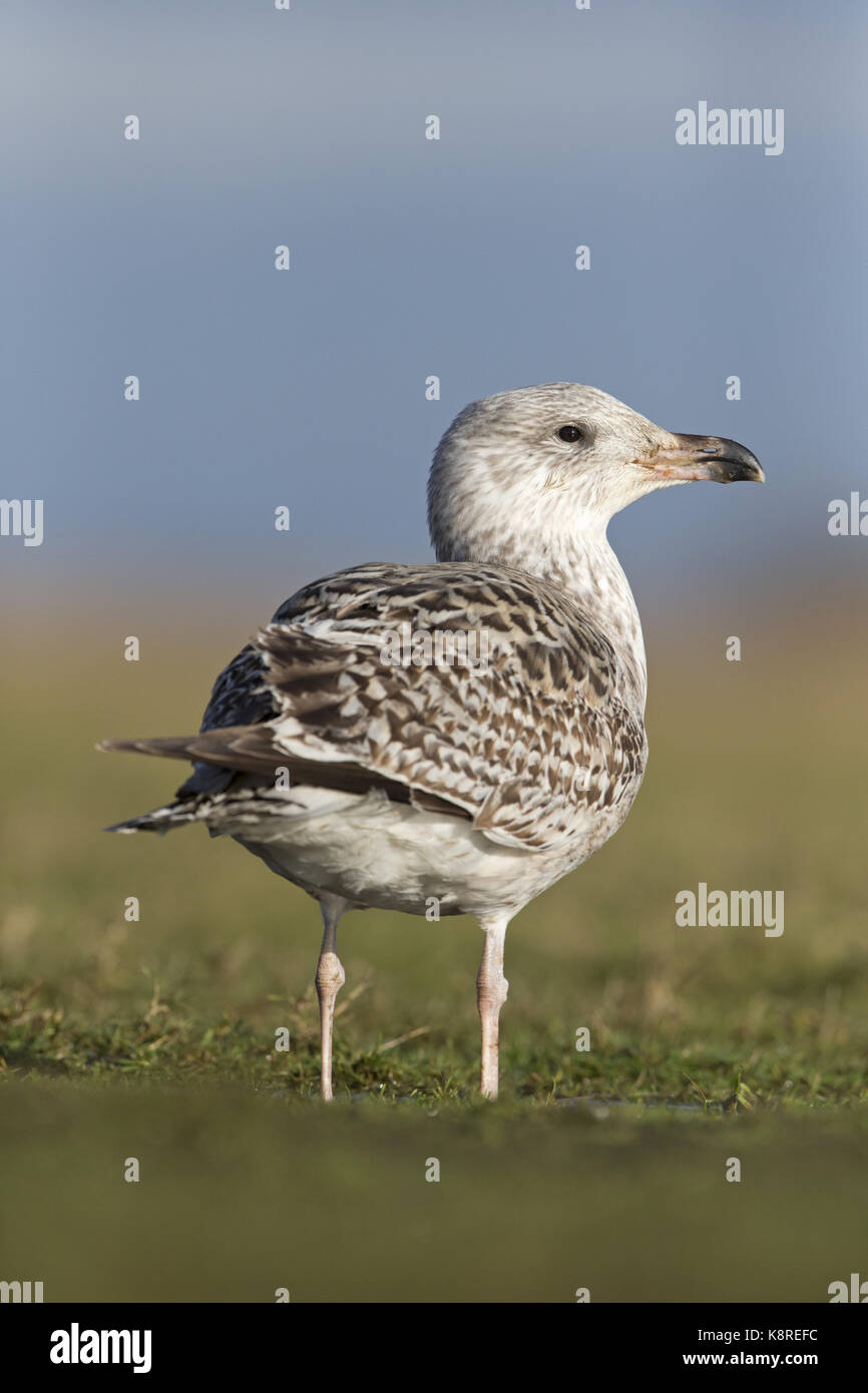 Grande nero-backed gull (larus marinus) immaturo, secondo piumaggio invernale, stando in piedi sui pascoli marsh, Suffolk, Inghilterra, gennaio Foto Stock