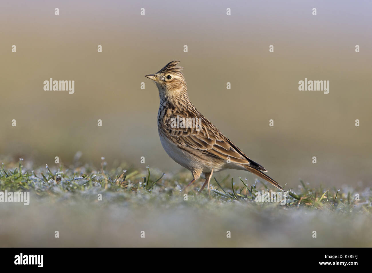 Allodola alauda (arvense) adulto, permanente sulla prateria, Suffolk, Inghilterra, gennaio Foto Stock