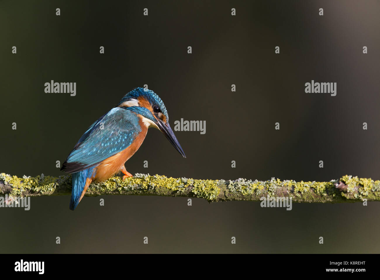Common kingfisher (Alcedo atthis) maschio adulto, appollaiato su un lichene ramo coperti, Suffolk, Inghilterra, può Foto Stock