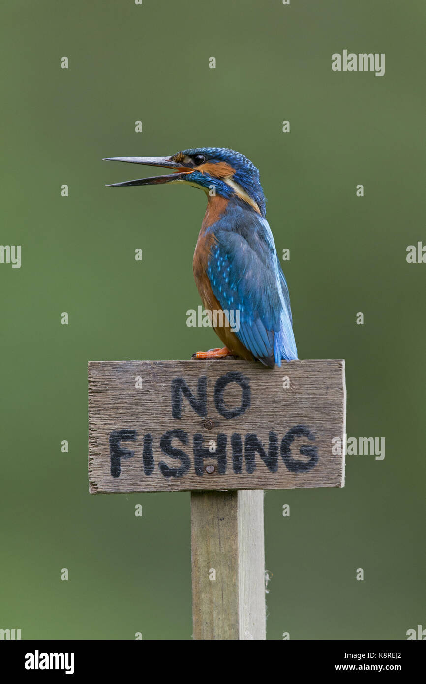 Common kingfisher (Alcedo atthis) maschio adulto, appollaiato sull'assenza di pesca " segno, chiamando, Suffolk, Inghilterra, può Foto Stock