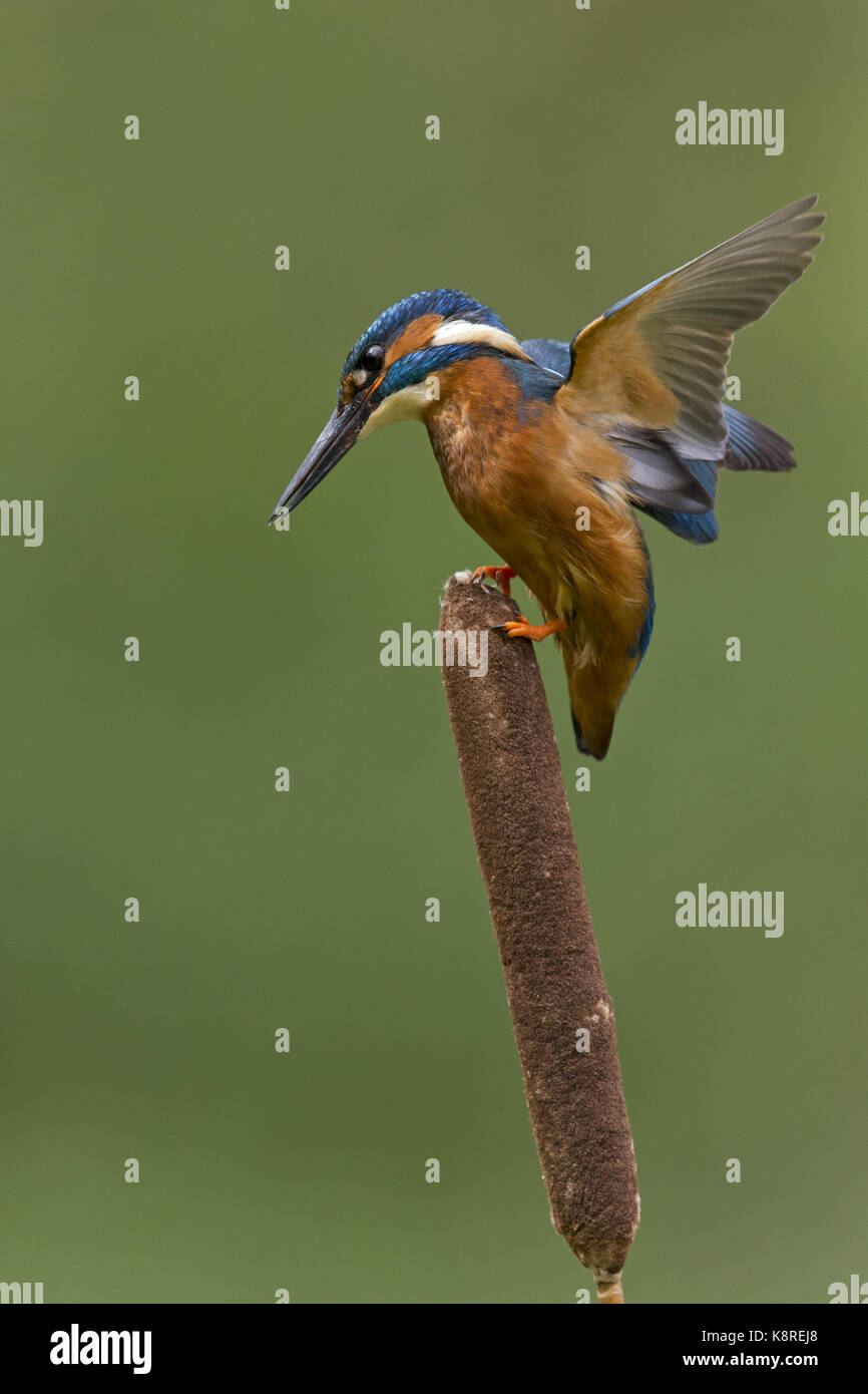 Common kingfisher (Alcedo atthis) maschio adulto, appollaiato su reedmace seedhead, sollevando le ali per equilibrio, Suffolk, Inghilterra, può Foto Stock