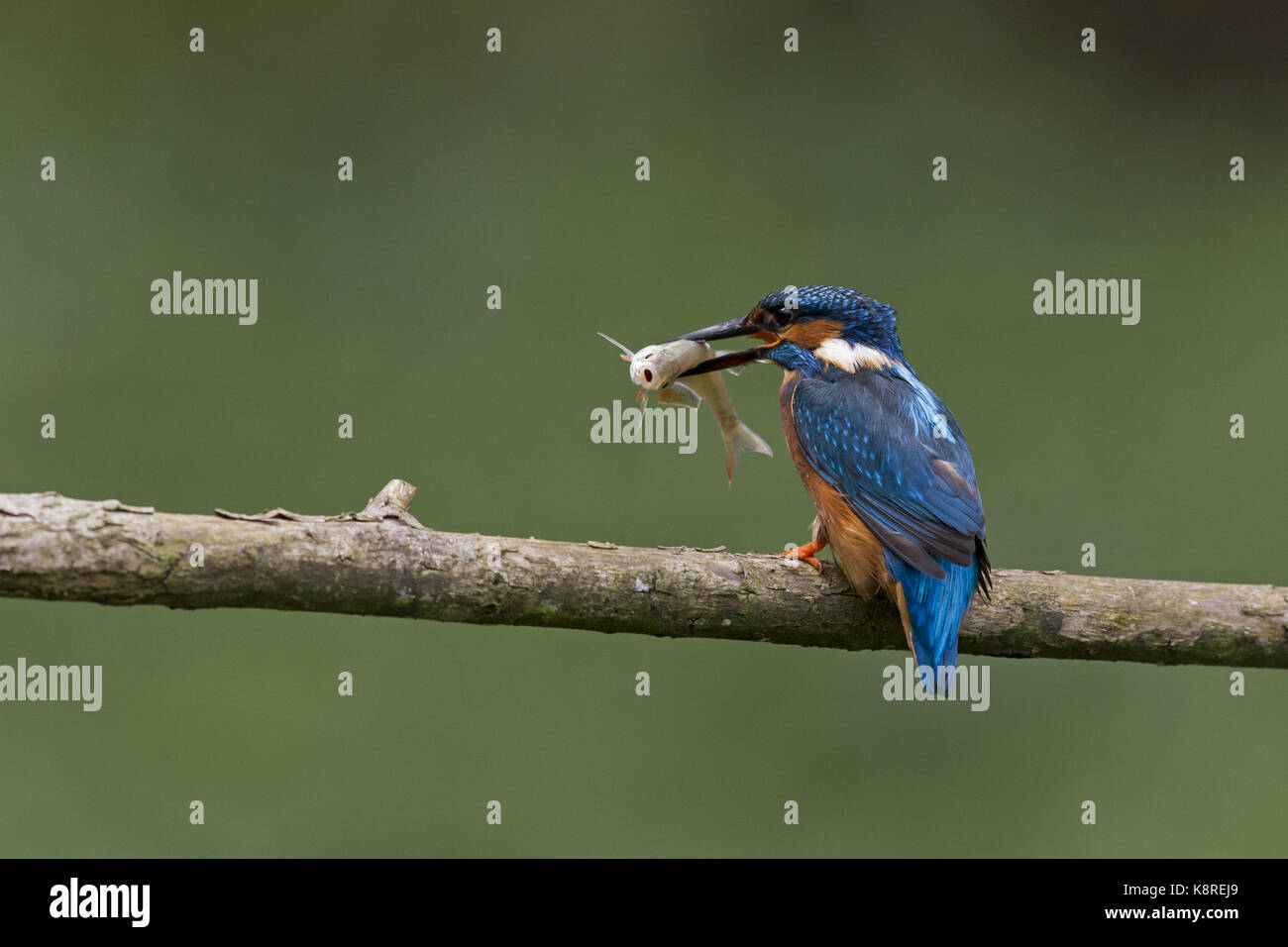 Common kingfisher (Alcedo atthis) maschio adulto,appollaiato sul ramo con comuni rudd (scardinius erythropthalamus) preda nel becco, Suffolk, Inghilterra, può Foto Stock