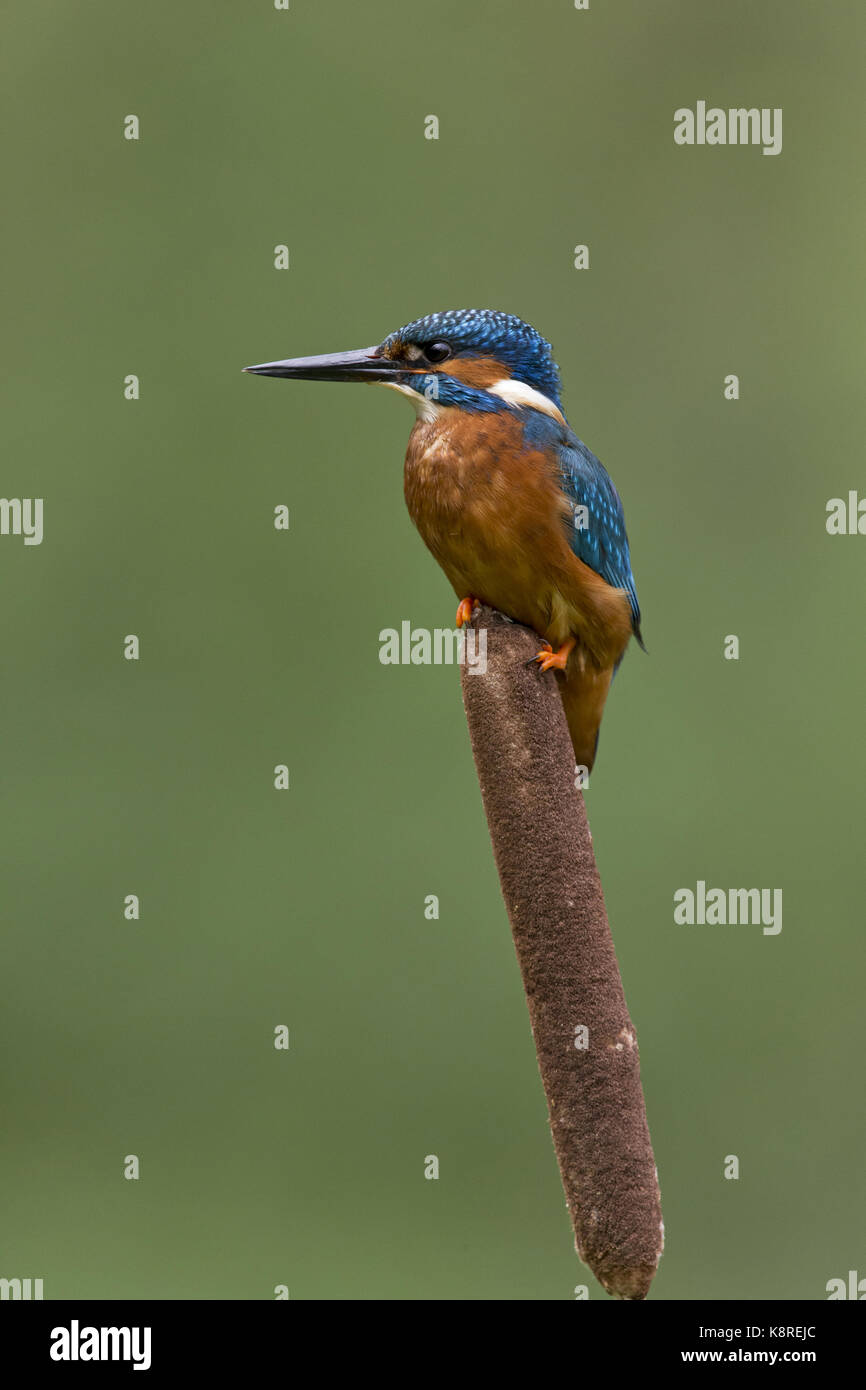 Common kingfisher (Alcedo atthis) maschio adulto, appollaiato su reedmace seedhead, Suffolk, Inghilterra, può Foto Stock