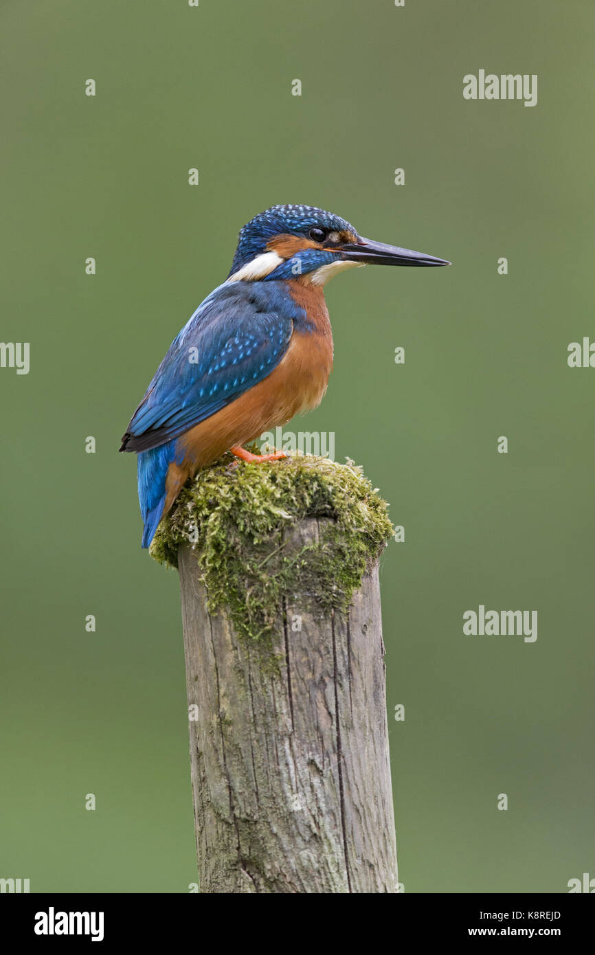 Common kingfisher (Alcedo atthis) maschio adulto, appollaiato su MOSS e rabboccato post, Suffolk, Inghilterra, può Foto Stock