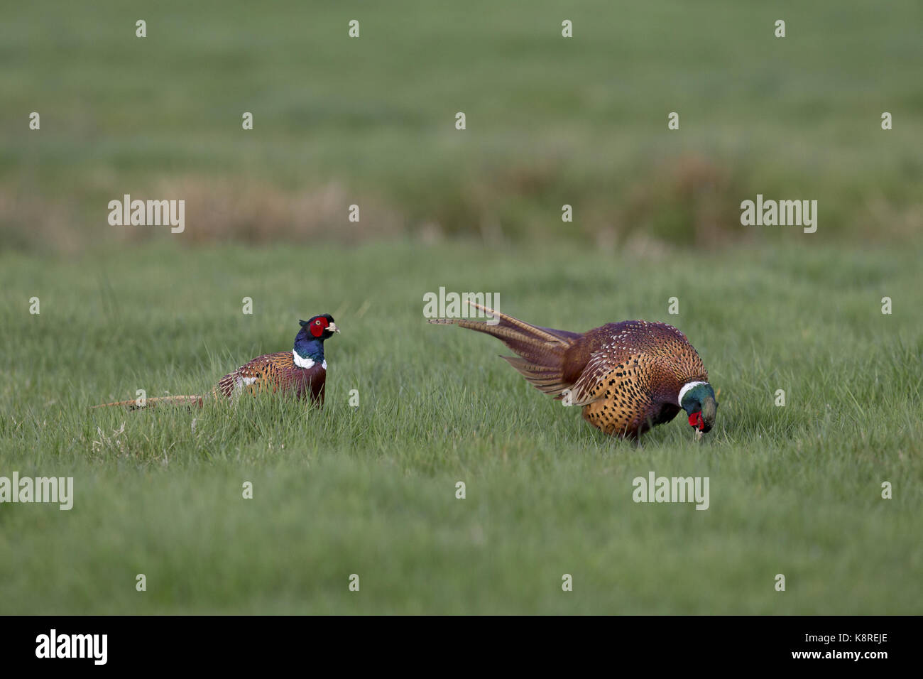 Il fagiano comune (Phasianus colchicus) 2 maschi adulti, in piedi nel campo in erba, 1 visualizzazione all'altra, Suffolk, Inghilterra, aprile Foto Stock