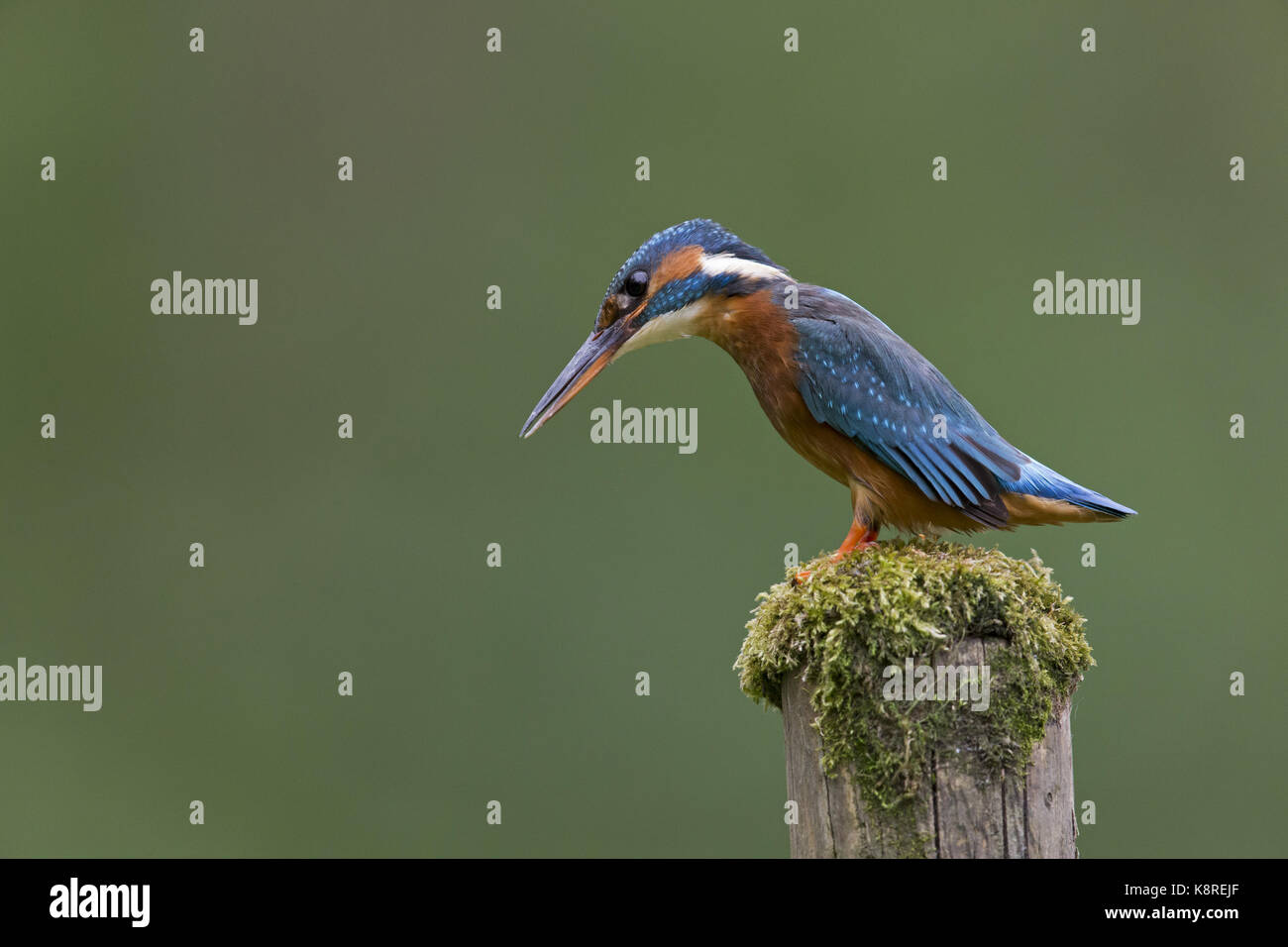 Common kingfisher (Alcedo atthis) femmina adulta, appollaiato su MOSS e rabboccato post, Suffolk, Inghilterra, può Foto Stock