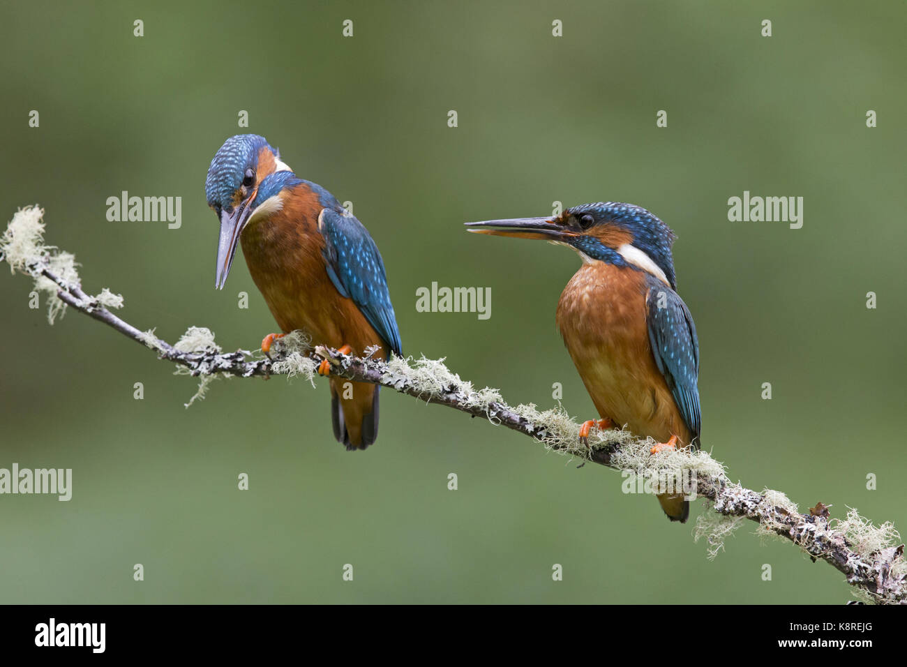Common kingfisher (Alcedo atthis) Coppia adulta, appollaiato su un lichene ramo coperti, Suffolk, Inghilterra, può Foto Stock