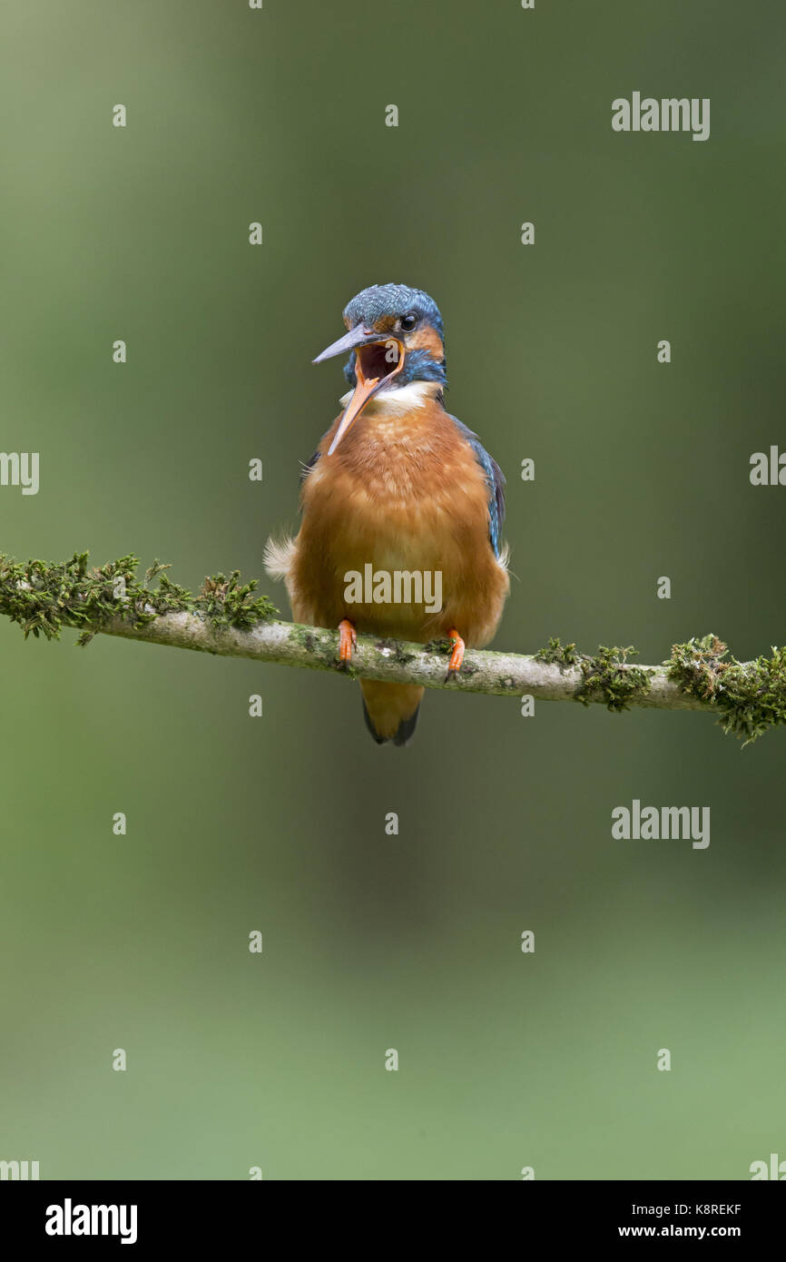 Common kingfisher (Alcedo atthis) femmina adulta, appollaiato su moss ramo coperti, preparazione per regurgitate pellet, Suffolk, Inghilterra, può Foto Stock