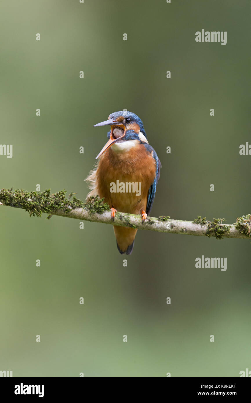 Common kingfisher (Alcedo atthis) femmina adulta, appollaiato su moss ramo coperti, regurgitating pellet, Suffolk, Inghilterra, può Foto Stock