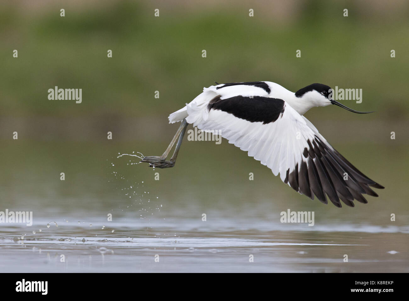 Eurasian avocetta (recurvirostra avosetta) adulto, battenti, tenuto su dall'acqua, Suffolk, Inghilterra, aprile Foto Stock