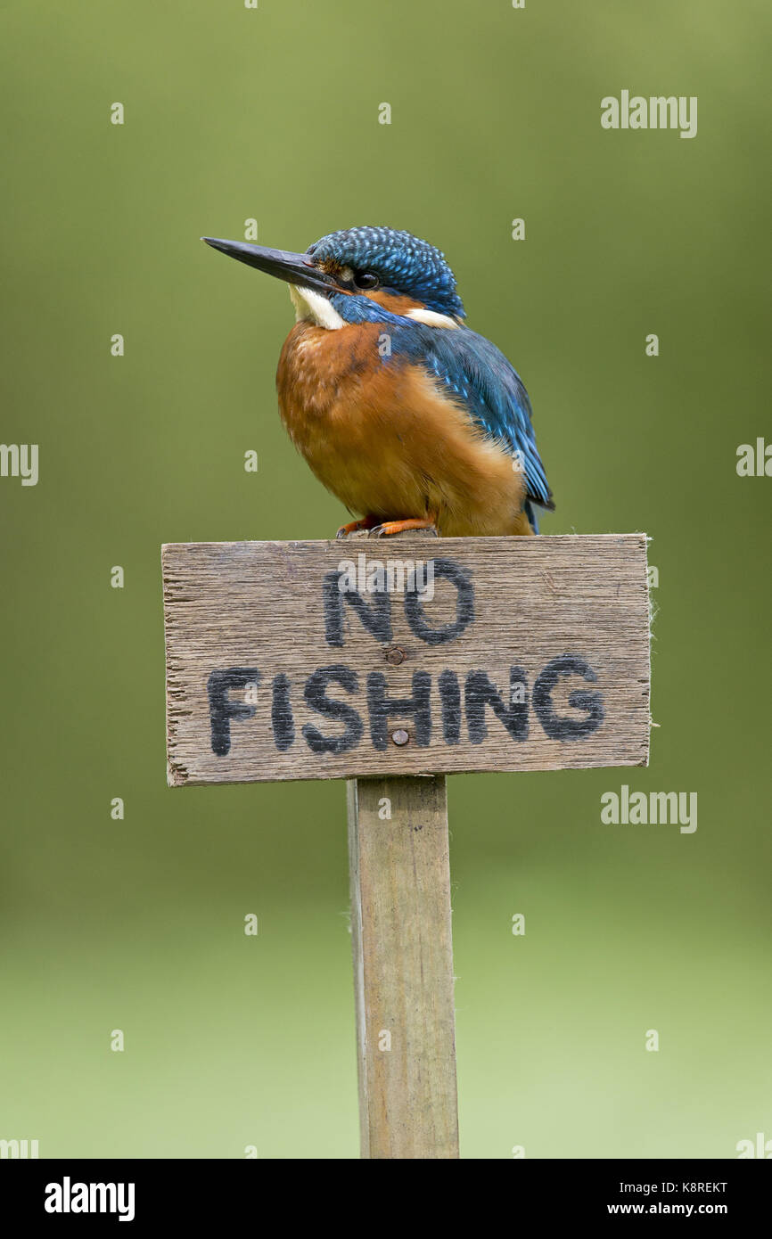 Common kingfisher (Alcedo atthis) maschio adulto, appollaiato su 'n' pesca segno, Suffolk, Inghilterra, può Foto Stock