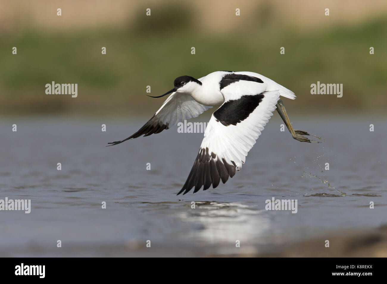Eurasian avocetta (recurvirostra avosetta) adulto, battenti, tenuto su dall'acqua, Suffolk, Inghilterra, aprile Foto Stock