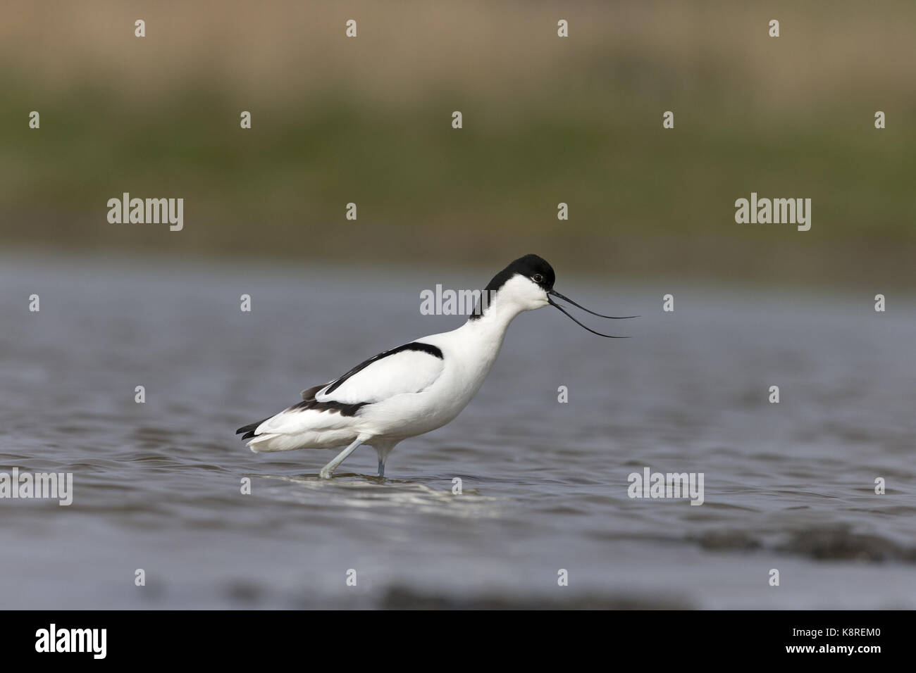 Eurasian avocetta (recurvirostra avosetta) adulto, in piedi in acqua, chiamando, Suffolk, Inghilterra, aprile Foto Stock