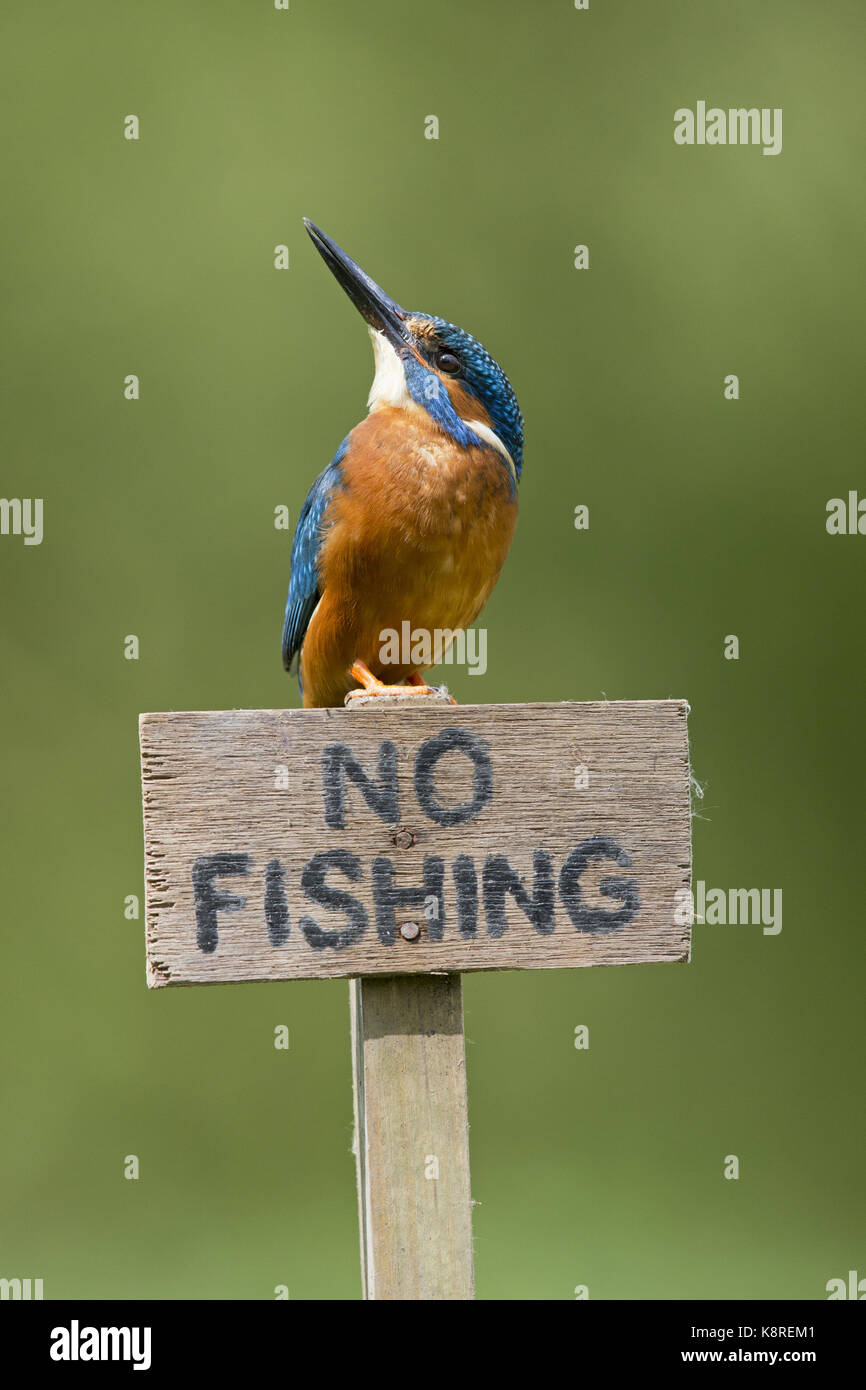 Common kingfisher (Alcedo atthis) maschio adulto, appollaiato su 'n' pesca segno, Suffolk, Inghilterra, può Foto Stock