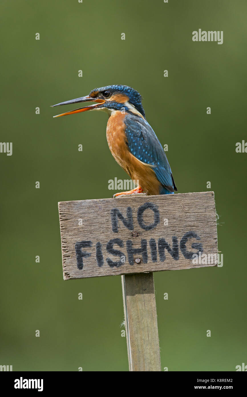 Common kingfisher (Alcedo atthis) femmina adulta, appollaiato su 'n' pesca segno, chiamando, Suffolk, Inghilterra, può Foto Stock