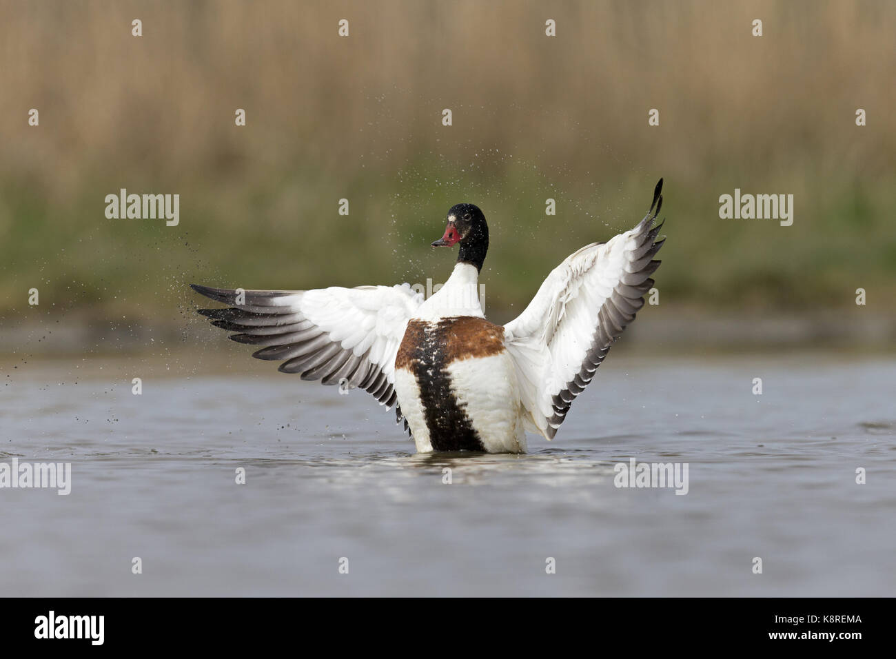 Shelduck comune (Tadorna tadorna) femmina adulta, nuoto in stagno, sbattimenti ali, Suffolk, Inghilterra, marzo Foto Stock