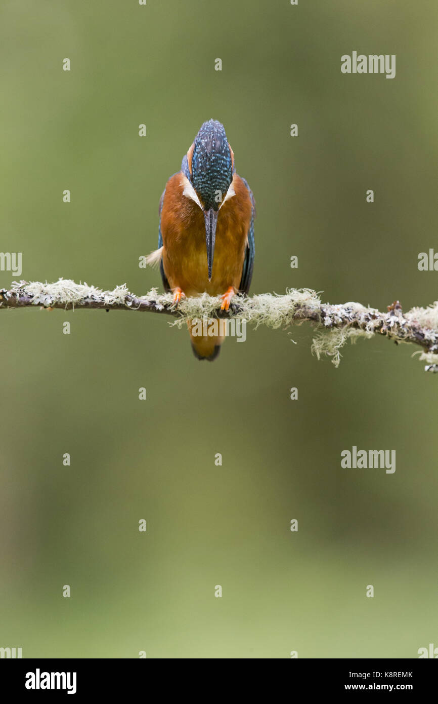 Common kingfisher (Alcedo atthis) femmina adulta, appollaiato su un lichene ramo coperti, guardando in acqua per il pesce, Suffolk, Inghilterra, può Foto Stock