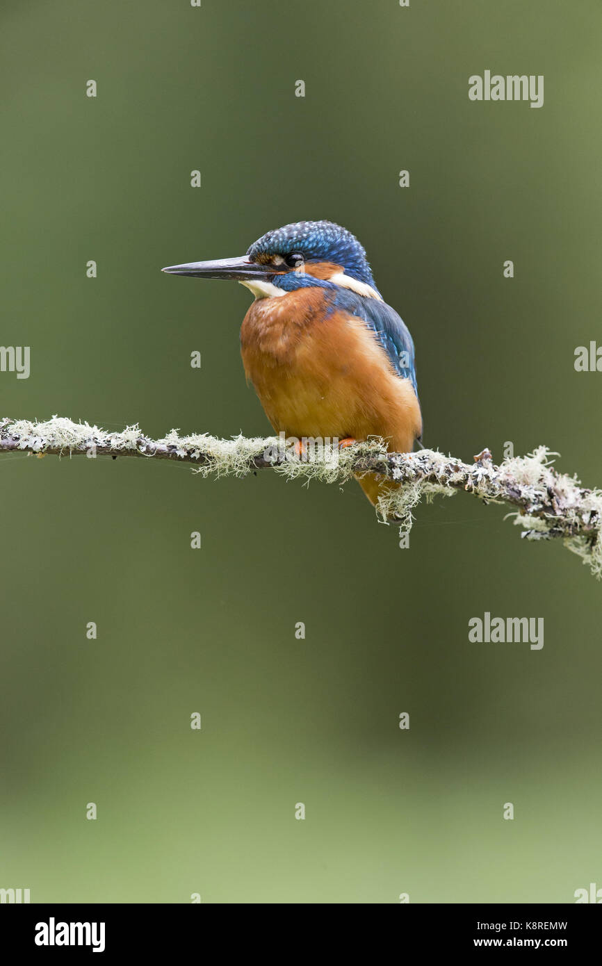 Common kingfisher (Alcedo atthis) maschio adulto, appollaiato su un lichene ramo coperti, Suffolk, Inghilterra, può Foto Stock