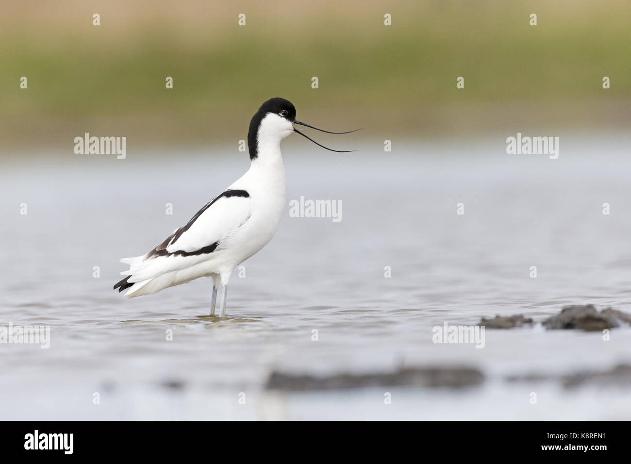 Eurasian avocetta (recurvirostra avosetta) adulto, in piedi in acqua, chiamando, Suffolk, Inghilterra, aprile Foto Stock