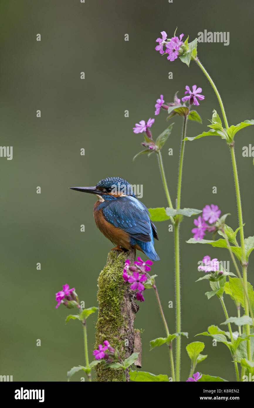 Common kingfisher (Alcedo atthis) maschio adulto, appollaiato tra red campion (silene dioica) fiori, Suffolk, Inghilterra, può Foto Stock