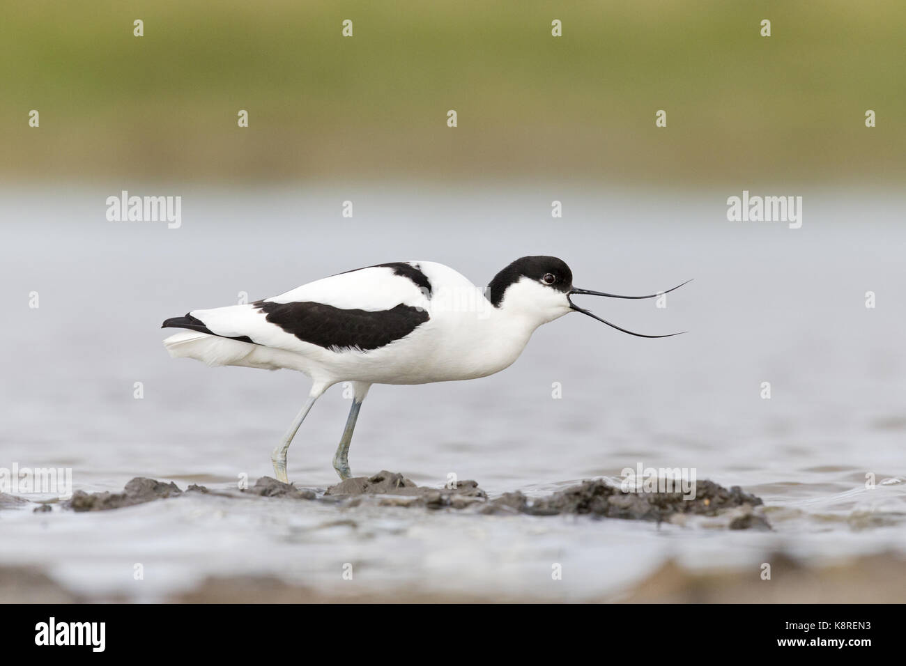 Eurasian avocetta (recurvirostra avosetta) adulto, in piedi in acqua, chiamando, Suffolk, Inghilterra, aprile Foto Stock