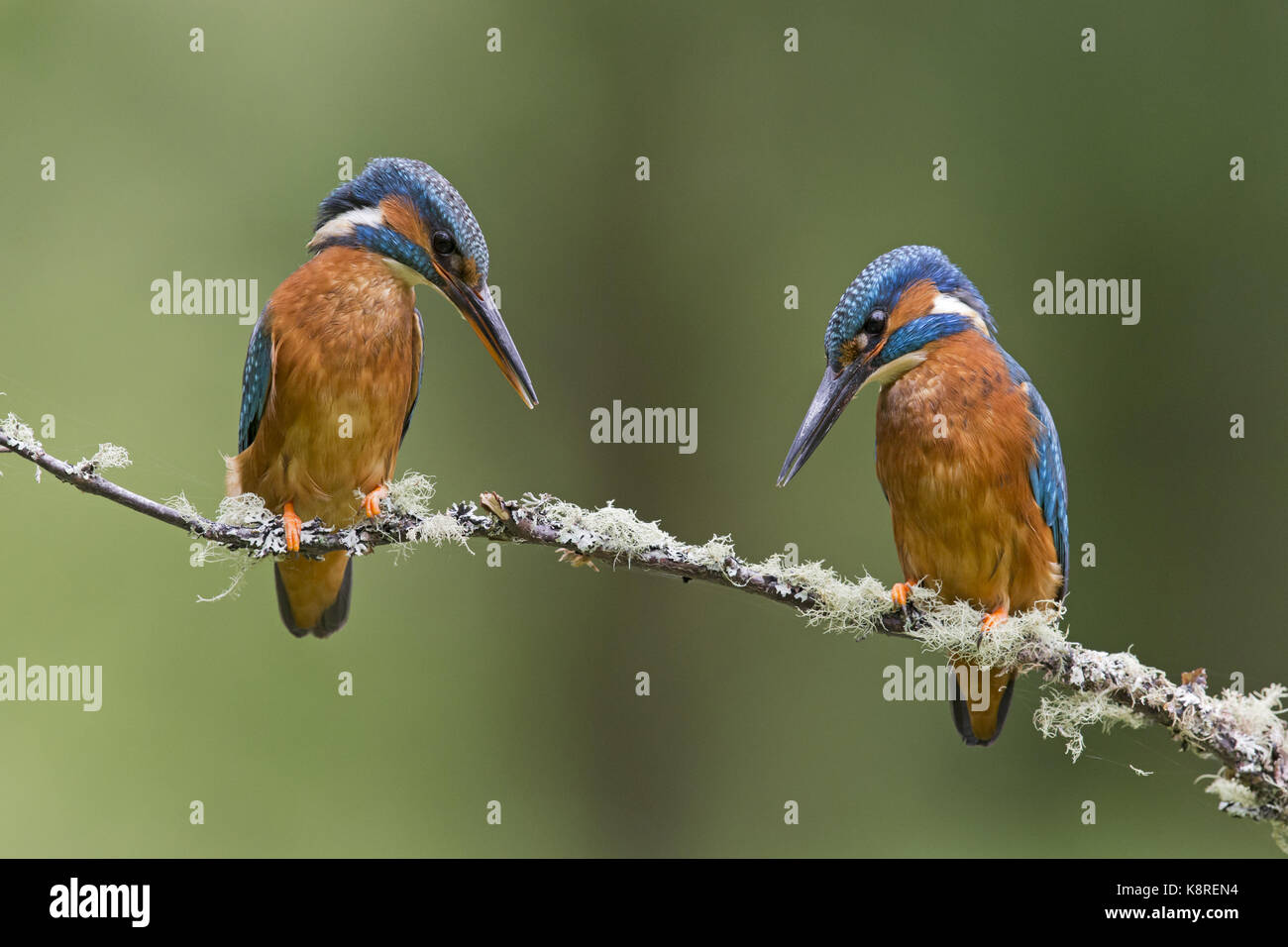 Common kingfisher (Alcedo atthis) Coppia adulta, appollaiato su un lichene ramo coperti, Suffolk, Inghilterra, può Foto Stock