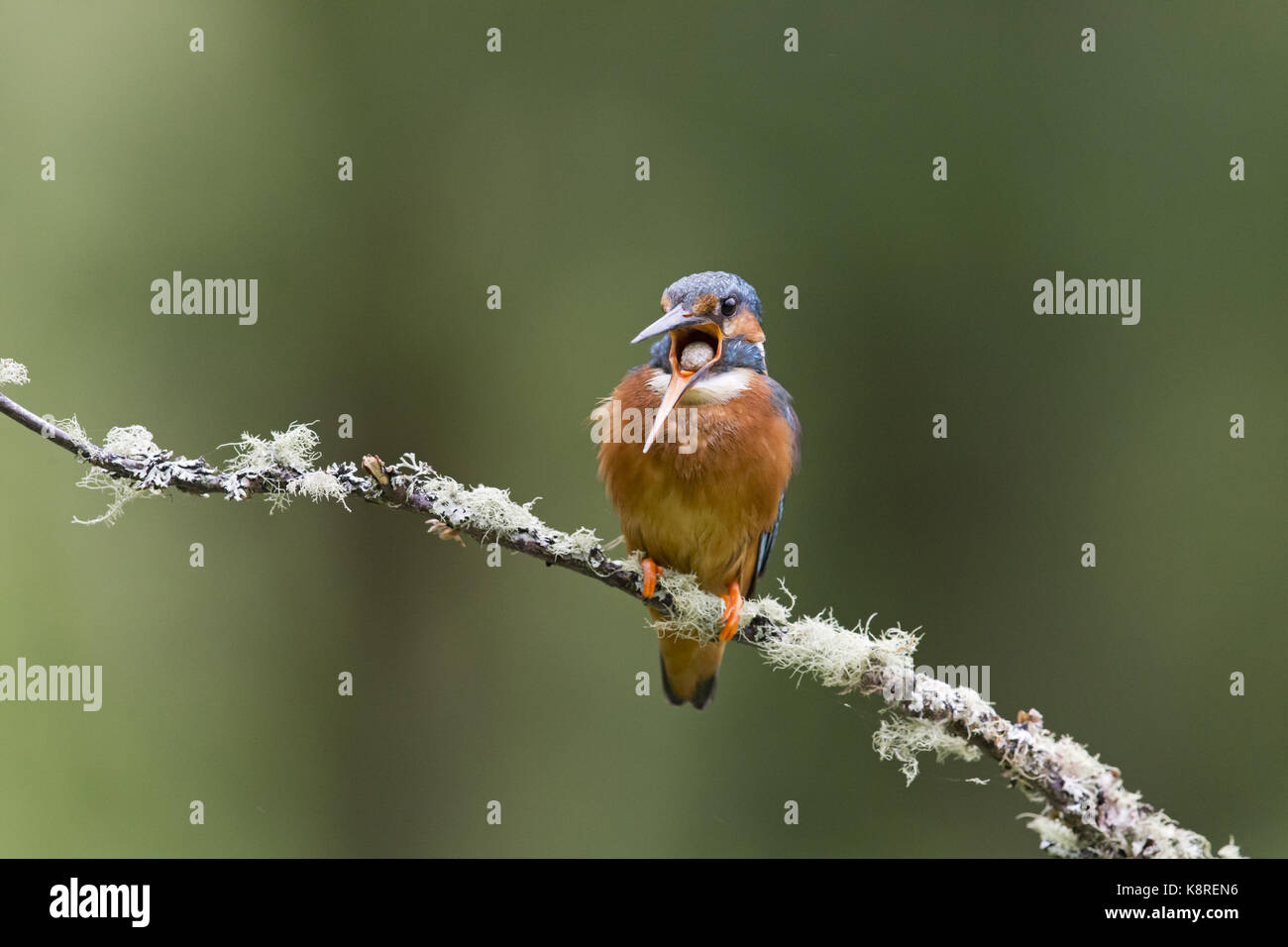 Common kingfisher (Alcedo atthis) femmina adulta, appollaiato su un lichene ramo coperti, regurgitating pellet, Suffolk, Inghilterra, può Foto Stock