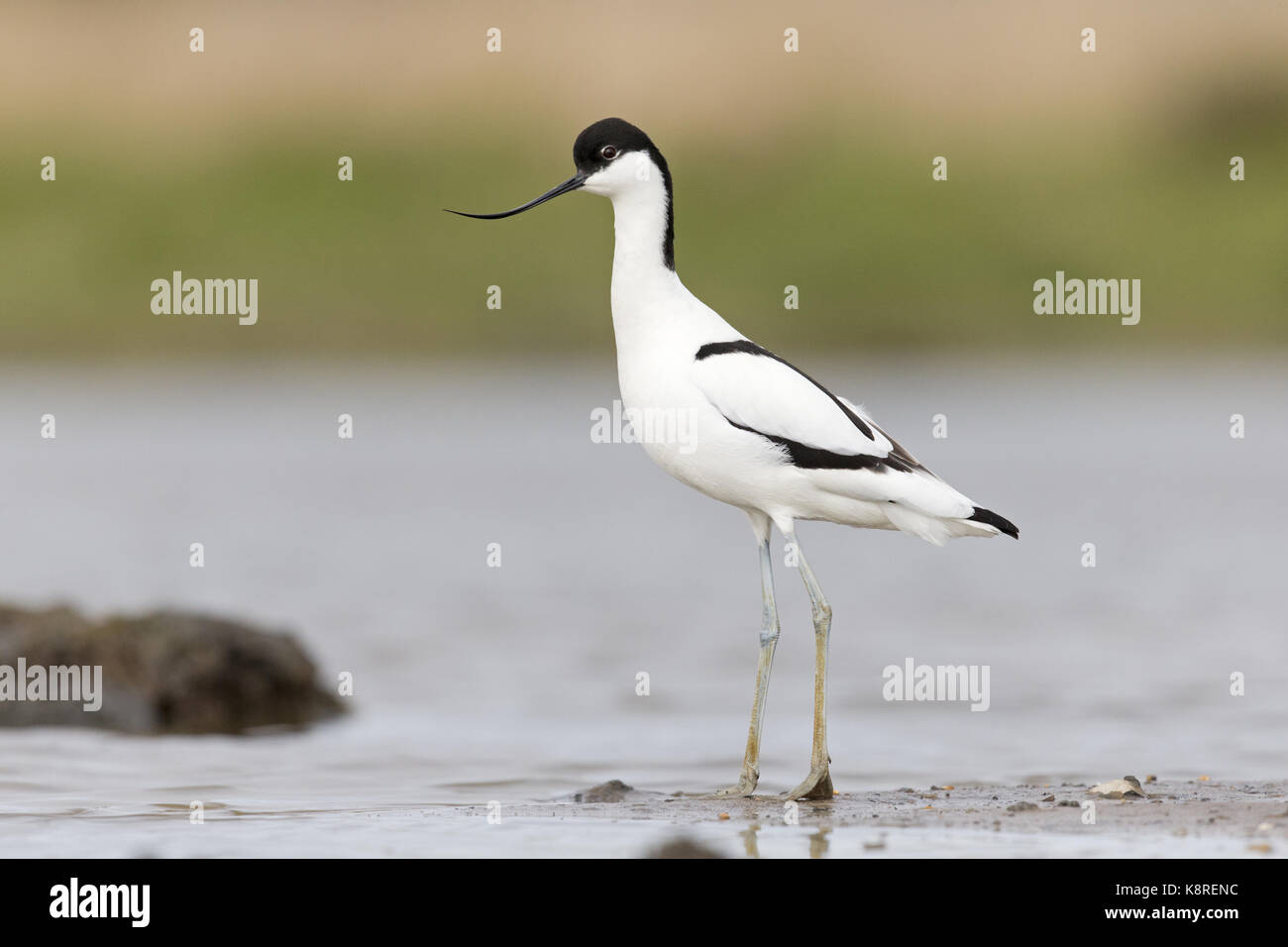 Eurasian avocetta (recurvirostra avosetta) adulto, permanente al bordo delle acque, Suffolk, Inghilterra, aprile Foto Stock
