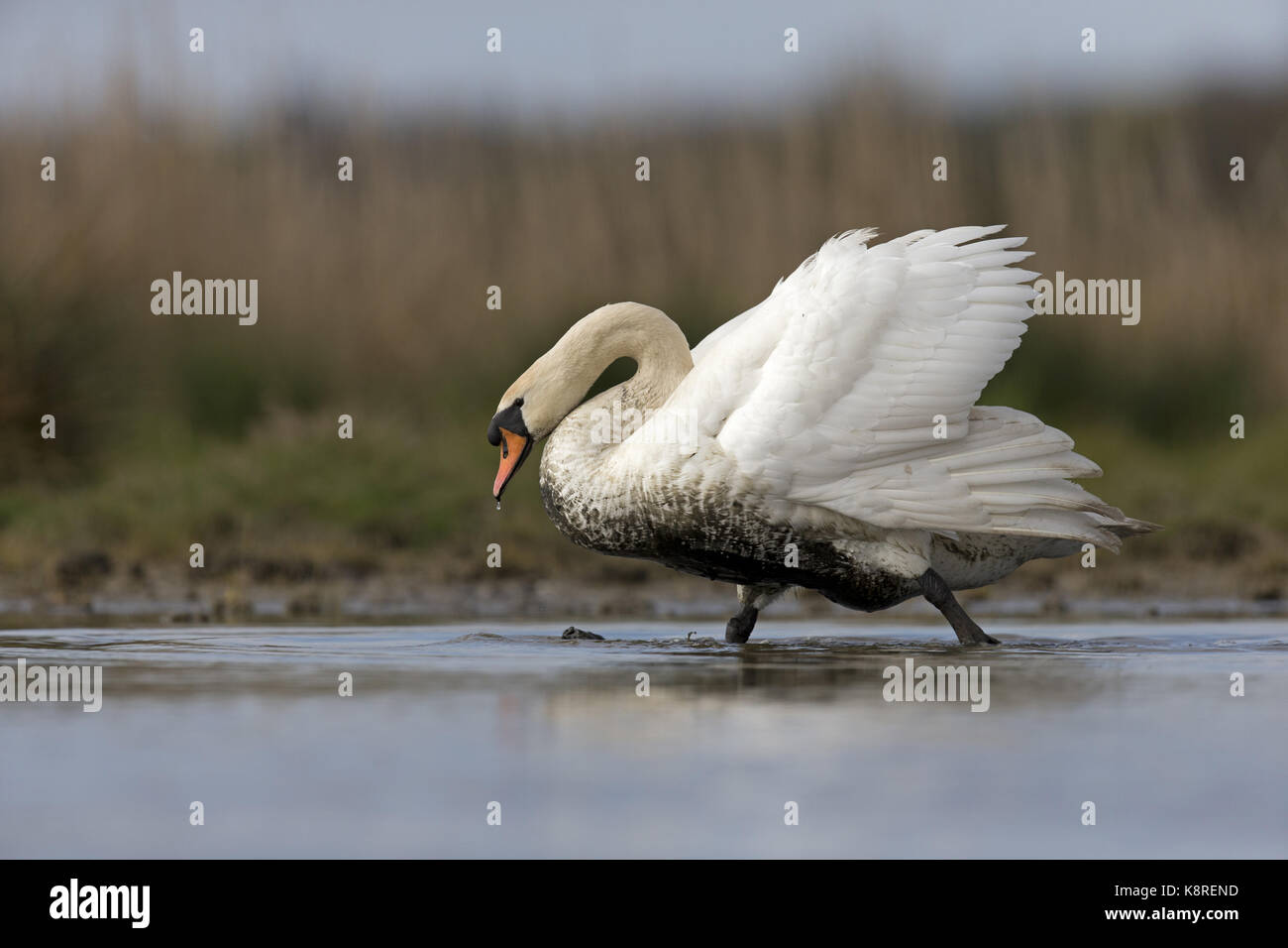Cigno (Cygnus olor) maschio adulto, passeggiate in stagno poco profondo, con piume inferiore coperto di fango, Suffolk, Inghilterra, aprile Foto Stock