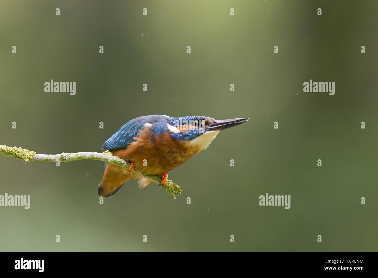 Common kingfisher (Alcedo atthis) maschio adulto, appollaiato sul ramo, adottando a basso profilo postura al rivale kingfisher, Suffolk, Inghilterra, può Foto Stock