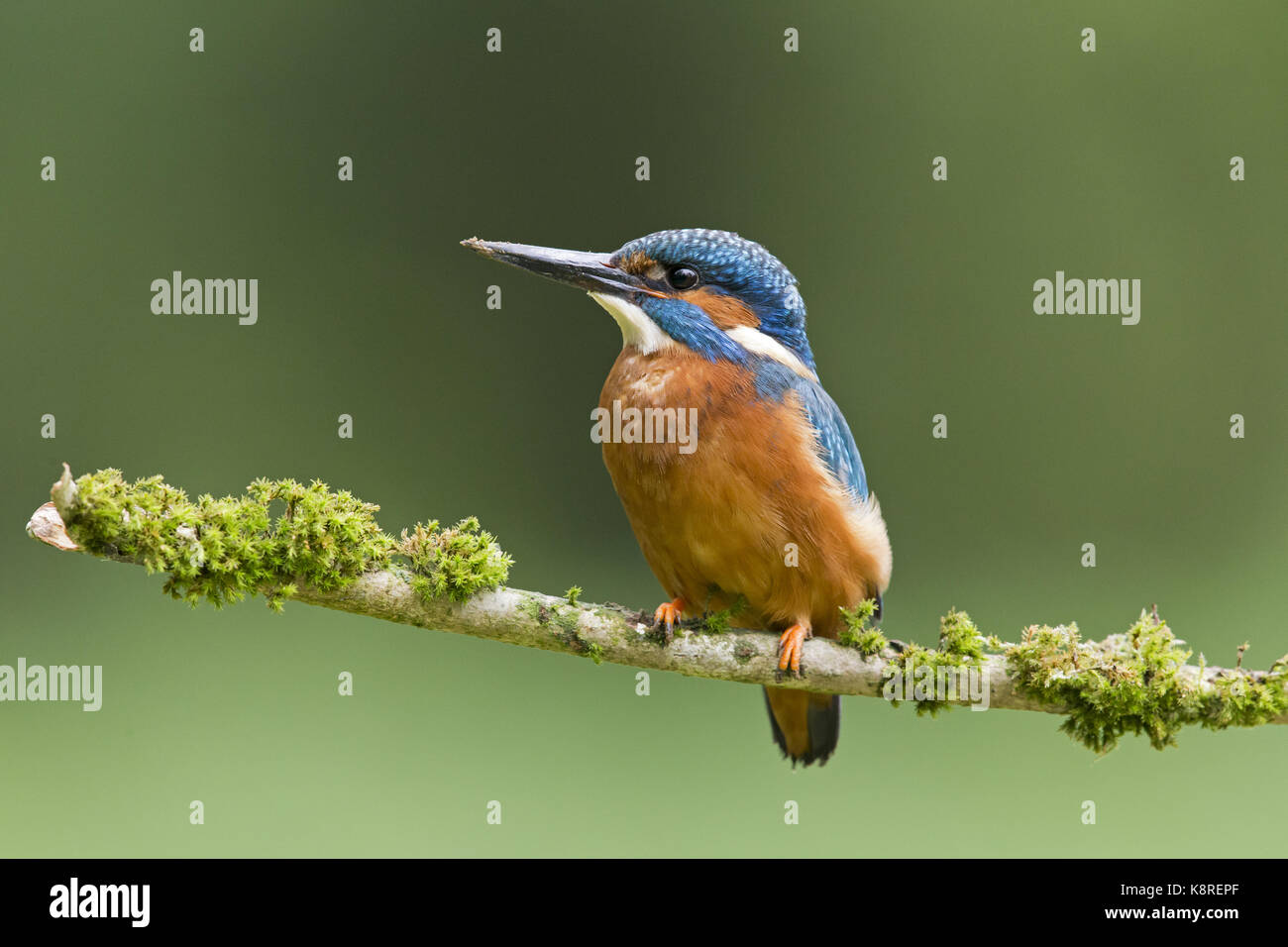 Common kingfisher (Alcedo atthis) maschio adulto, appollaiato sul ramo di muschio, con suolo sul becco di scavare tunnel di nido, Suffolk, Inghilterra, può Foto Stock