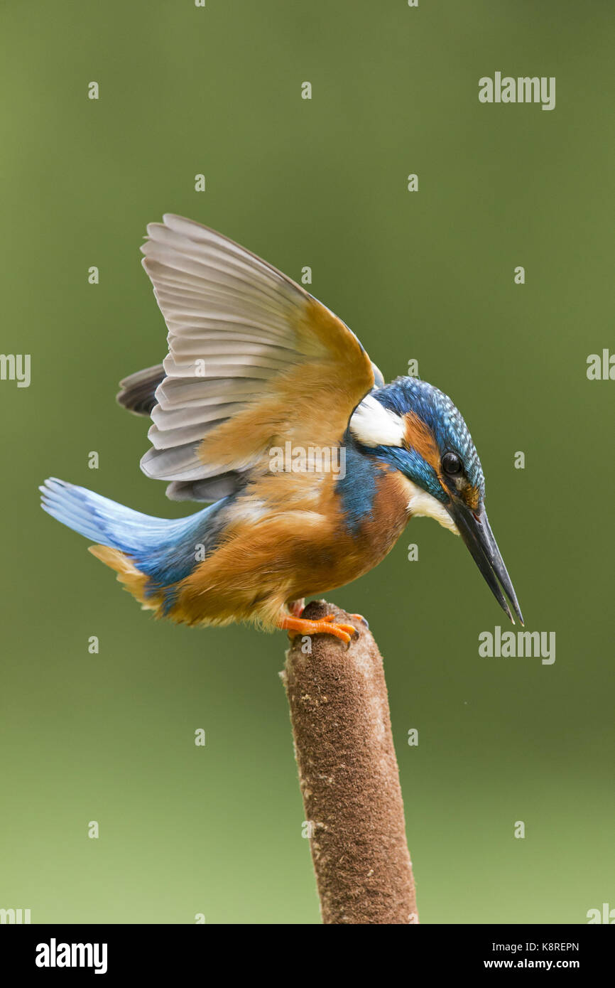 Common kingfisher (Alcedo atthis) maschio adulto, appollaiato su reedmace seedhead, sollevando le ali per equilibrio, Suffolk, Inghilterra, può Foto Stock