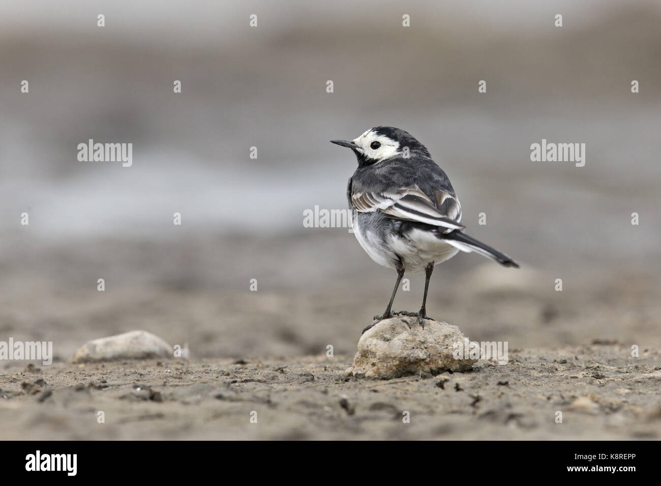 Pied wagtail (motacilla alba yarrellii) femmina adulta, allevamento del piumaggio, permanente sulla pietra sulla sabbia, Suffolk, Inghilterra, aprile Foto Stock