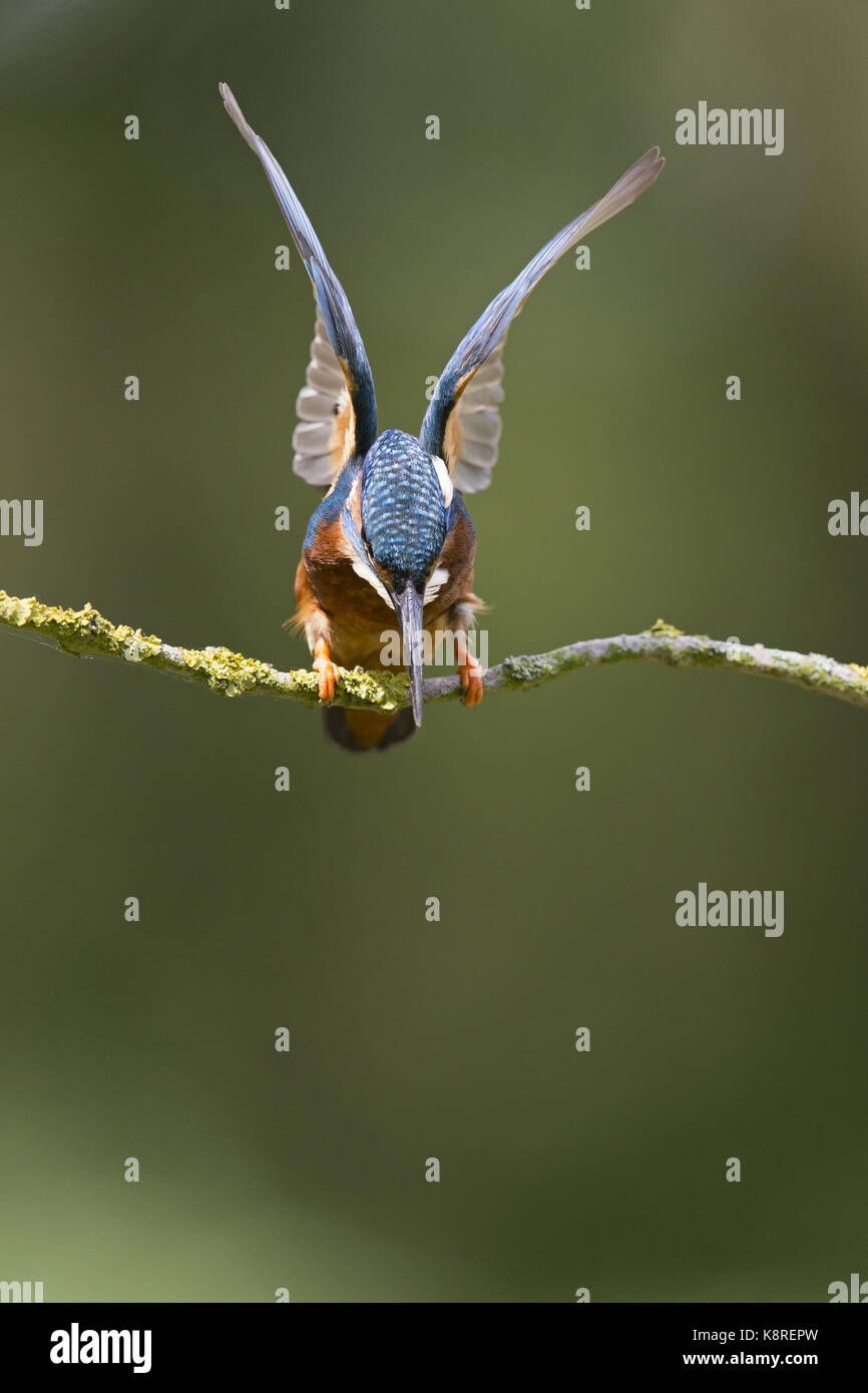 Common kingfisher (Alcedo atthis) maschio adulto, appollaiato sul ramo con ali sollevata, circa di calarsi per pesci, Suffolk, Inghilterra, può Foto Stock