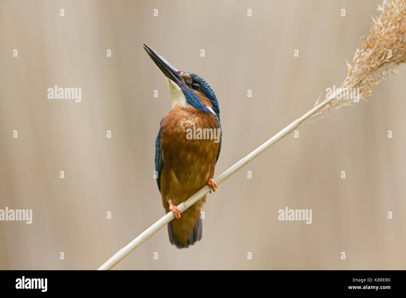 Common kingfisher (Alcedo atthis) maschio adulto, appollaiato sul gambo reed, Suffolk, Inghilterra, può Foto Stock